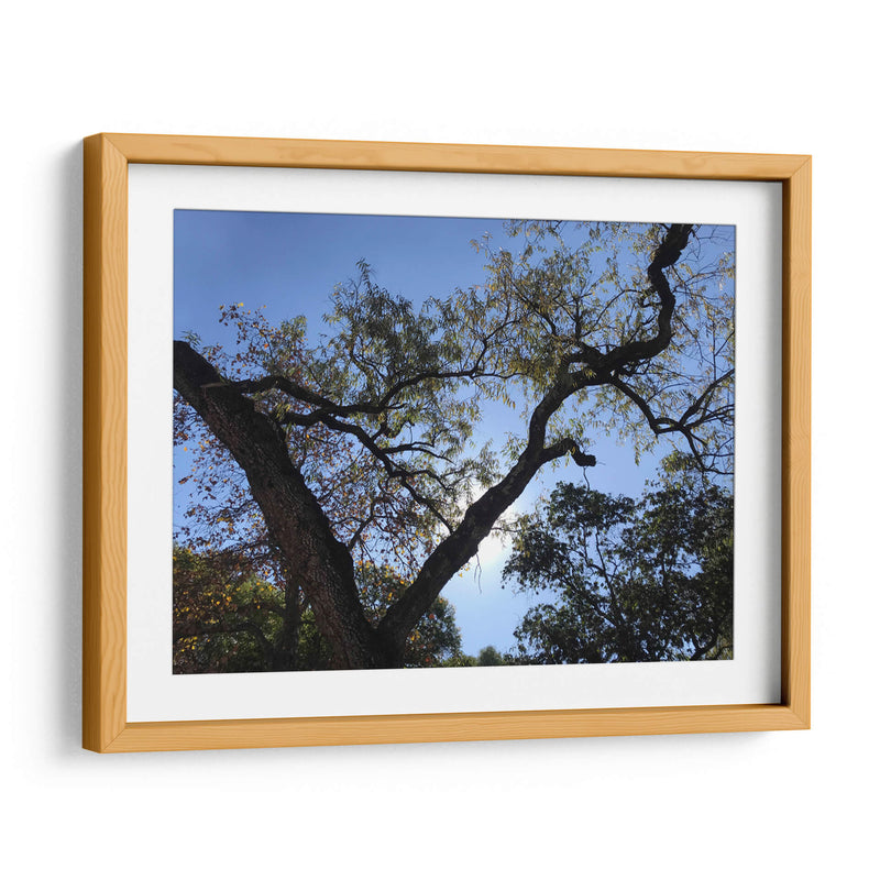 Árbol al atardecer - mem | Cuadro decorativo de Canvas Lab