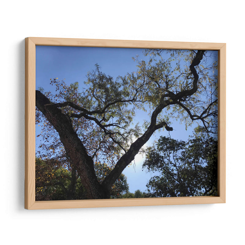 Árbol al atardecer - mem | Cuadro decorativo de Canvas Lab