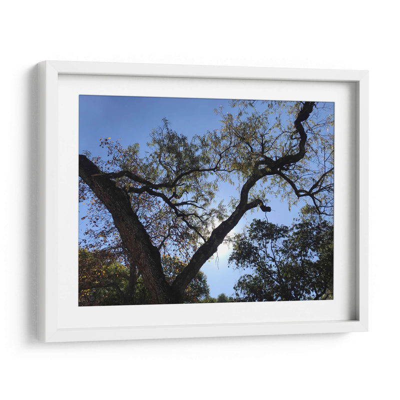 Árbol al atardecer - mem | Cuadro decorativo de Canvas Lab