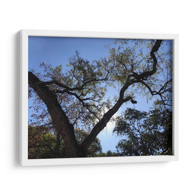 Árbol al atardecer - mem | Cuadro decorativo de Canvas Lab