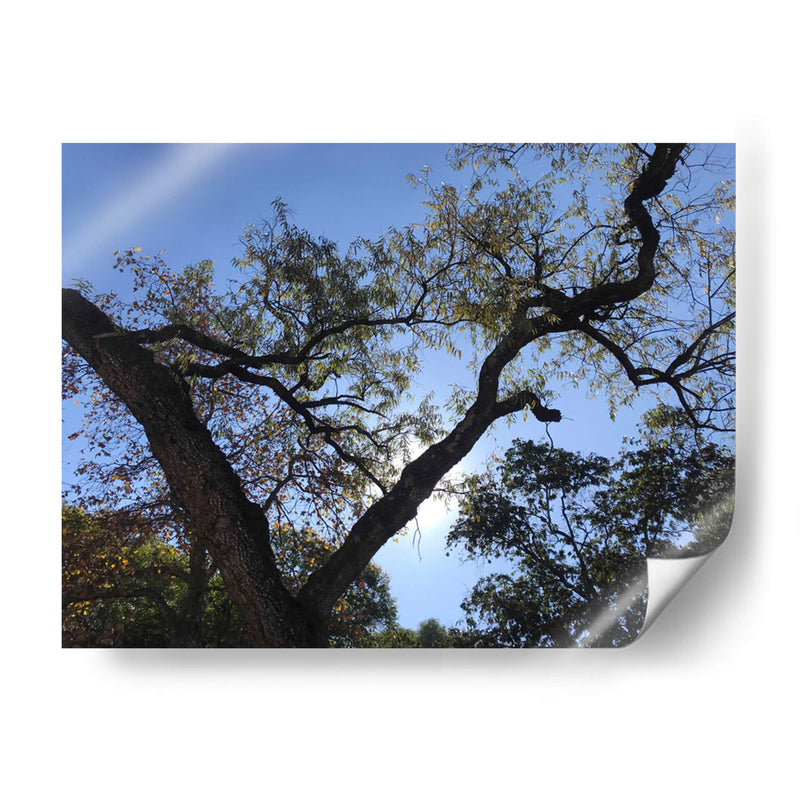 Árbol al atardecer - mem | Cuadro decorativo de Canvas Lab
