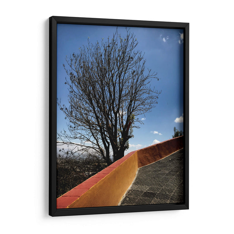 Árbol en Cholula, Puebla, México - mem | Cuadro decorativo de Canvas Lab