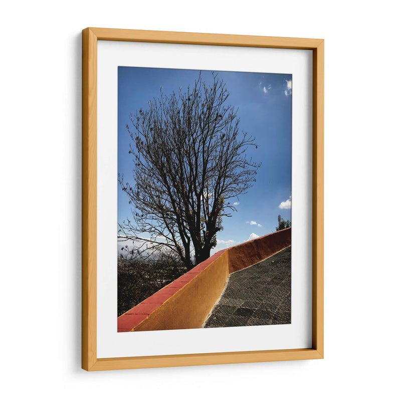 Árbol en Cholula, Puebla, México - mem | Cuadro decorativo de Canvas Lab