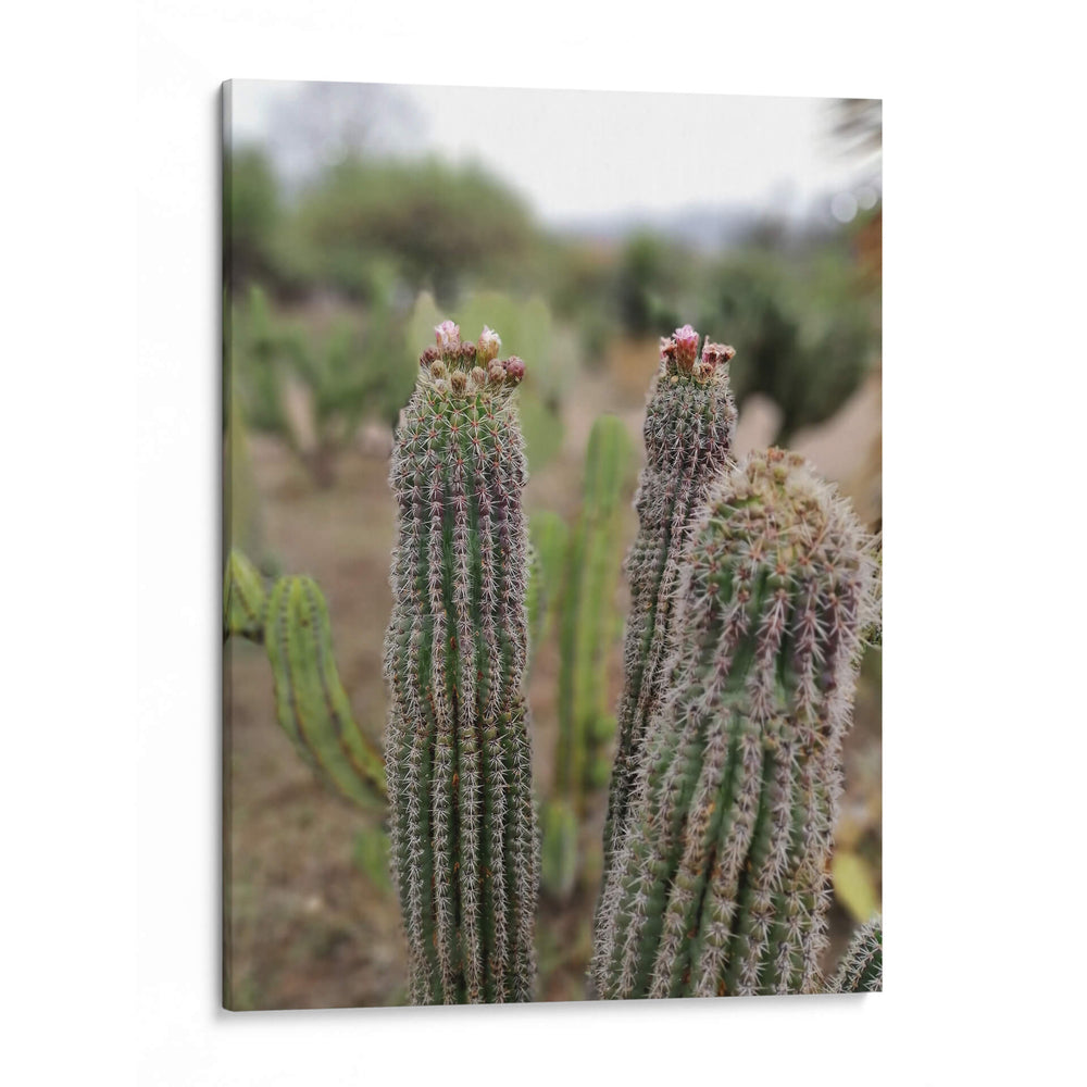 Cactáceas, Mitla, Oaxaca, México - mem | Cuadro decorativo de Canvas Lab