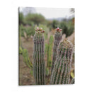 Cactáceas, Mitla, Oaxaca, México - mem | Cuadro decorativo de Canvas Lab