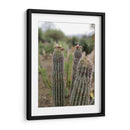 Cactáceas, Mitla, Oaxaca, México - mem | Cuadro decorativo de Canvas Lab