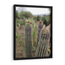 Cactáceas, Mitla, Oaxaca, México - mem | Cuadro decorativo de Canvas Lab