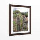 Cactáceas, Mitla, Oaxaca, México - mem | Cuadro decorativo de Canvas Lab