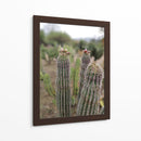 Cactáceas, Mitla, Oaxaca, México - mem | Cuadro decorativo de Canvas Lab