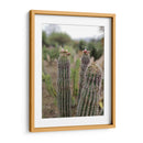 Cactáceas, Mitla, Oaxaca, México - mem | Cuadro decorativo de Canvas Lab