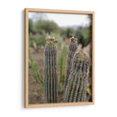 Cactáceas, Mitla, Oaxaca, México - mem | Cuadro decorativo de Canvas Lab