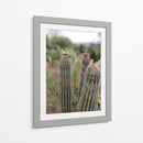Cactáceas, Mitla, Oaxaca, México - mem | Cuadro decorativo de Canvas Lab