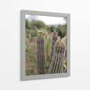 Cactáceas, Mitla, Oaxaca, México - mem | Cuadro decorativo de Canvas Lab