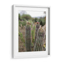 Cactáceas, Mitla, Oaxaca, México - mem | Cuadro decorativo de Canvas Lab