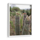 Cactáceas, Mitla, Oaxaca, México - mem | Cuadro decorativo de Canvas Lab