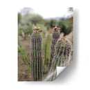 Cactáceas, Mitla, Oaxaca, México - mem | Cuadro decorativo de Canvas Lab