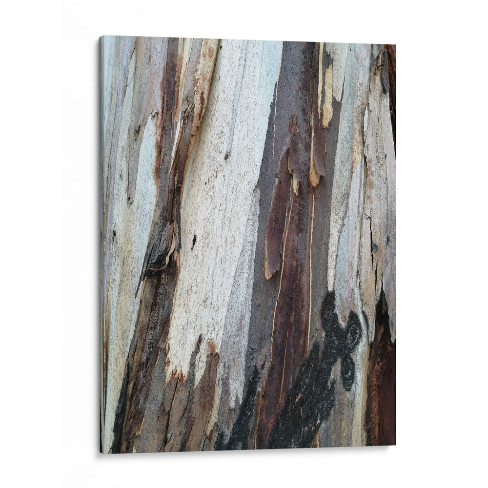 Corteza 1 - mem | Cuadro decorativo de Canvas Lab