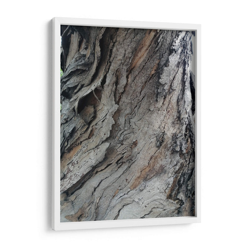 Corteza 4 - mem | Cuadro decorativo de Canvas Lab