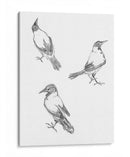 Tres bocetos de un cuervo - Julie de Graag | Cuadro decorativo de Canvas Lab