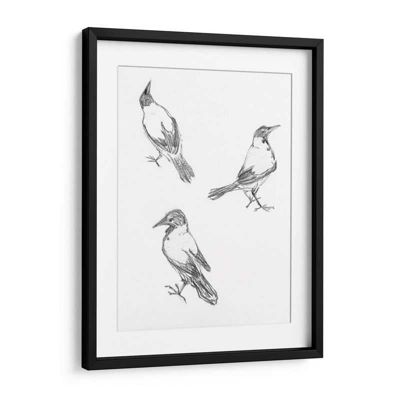 Tres bocetos de un cuervo - Julie de Graag | Cuadro decorativo de Canvas Lab