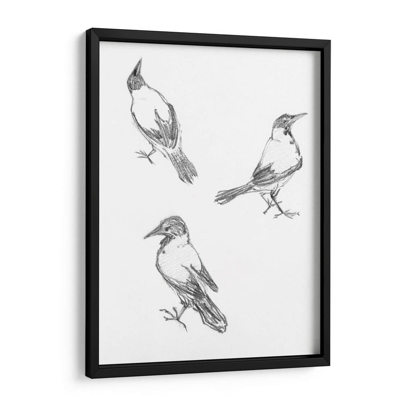 Tres bocetos de un cuervo - Julie de Graag | Cuadro decorativo de Canvas Lab
