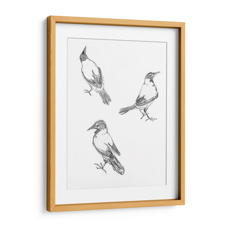 Tres bocetos de un cuervo - Julie de Graag | Cuadro decorativo de Canvas Lab