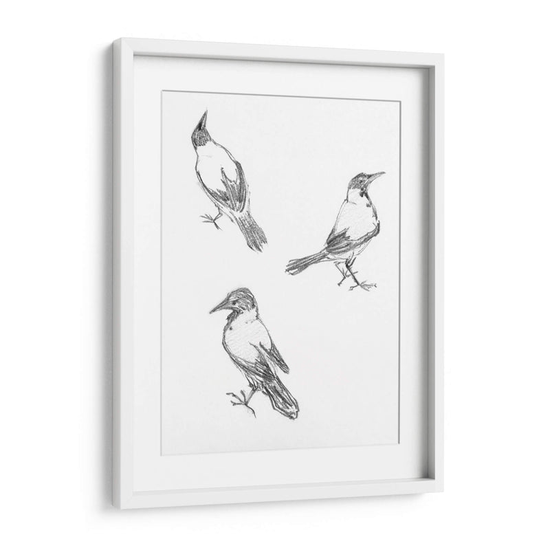 Tres bocetos de un cuervo - Julie de Graag | Cuadro decorativo de Canvas Lab