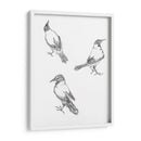 Tres bocetos de un cuervo - Julie de Graag | Cuadro decorativo de Canvas Lab