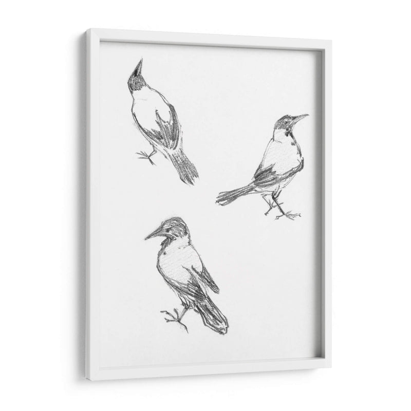 Tres bocetos de un cuervo - Julie de Graag | Cuadro decorativo de Canvas Lab
