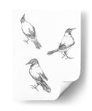 Tres bocetos de un cuervo - Julie de Graag | Cuadro decorativo de Canvas Lab