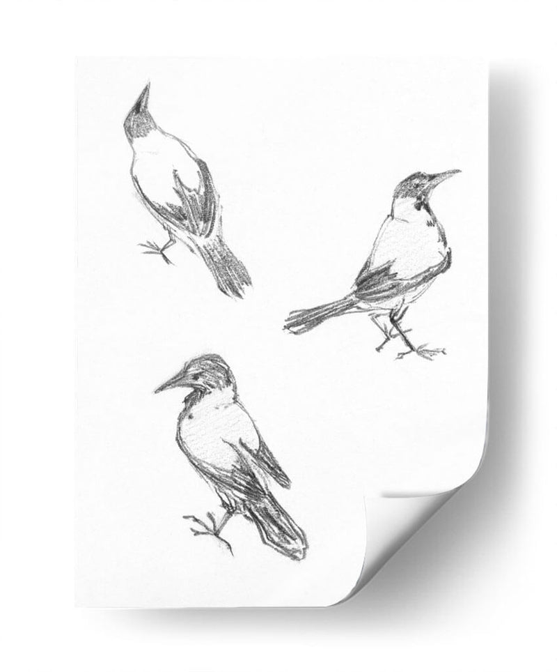 Tres bocetos de un cuervo - Julie de Graag | Cuadro decorativo de Canvas Lab