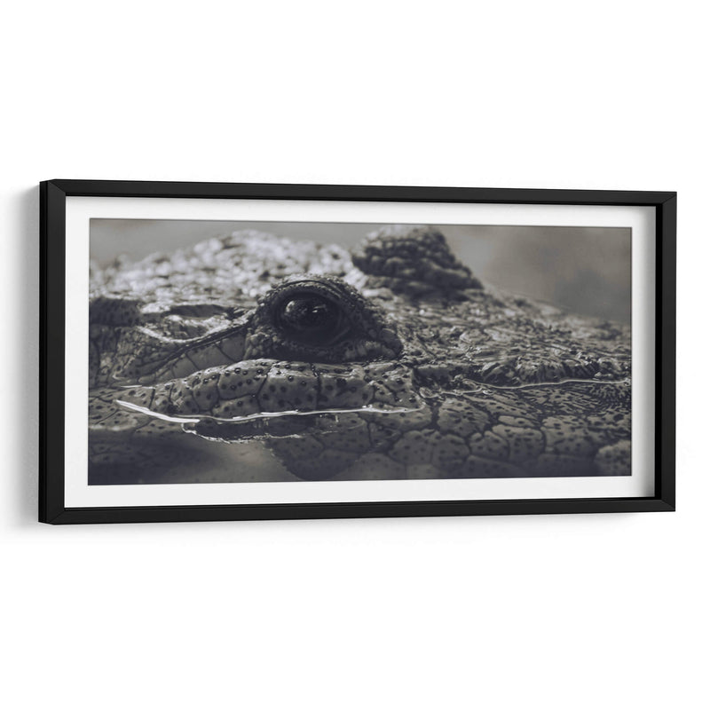 Cocodrilo  - Leonor Quiroga | Cuadro decorativo de Canvas Lab