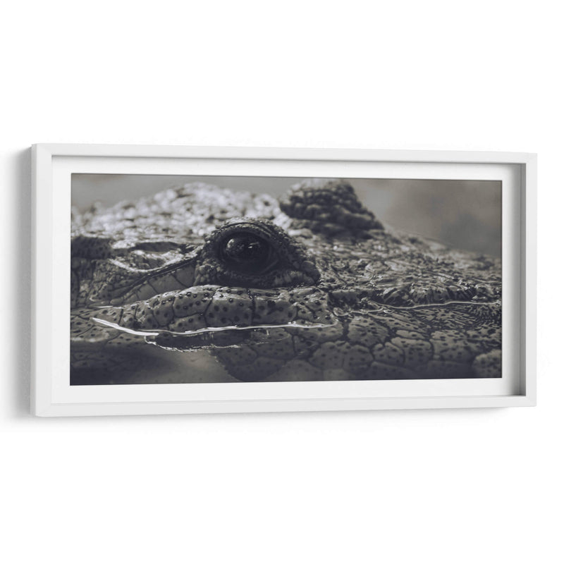 Cocodrilo  - Leonor Quiroga | Cuadro decorativo de Canvas Lab