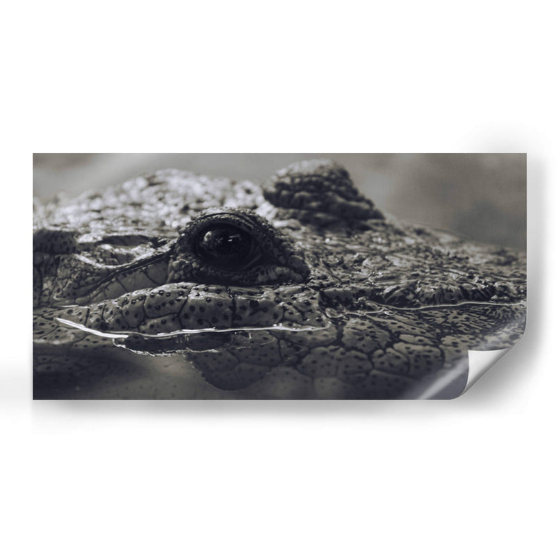 Cocodrilo  - Leonor Quiroga | Cuadro decorativo de Canvas Lab