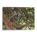 Ardilla sobre árbol  - Leonor Quiroga | Cuadro decorativo de Canvas Lab