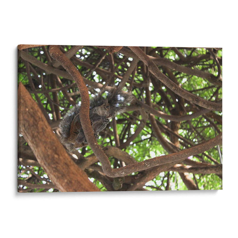 Ardilla sobre árbol  - Leonor Quiroga | Cuadro decorativo de Canvas Lab