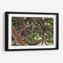 Ardilla sobre árbol  - Leonor Quiroga | Cuadro decorativo de Canvas Lab