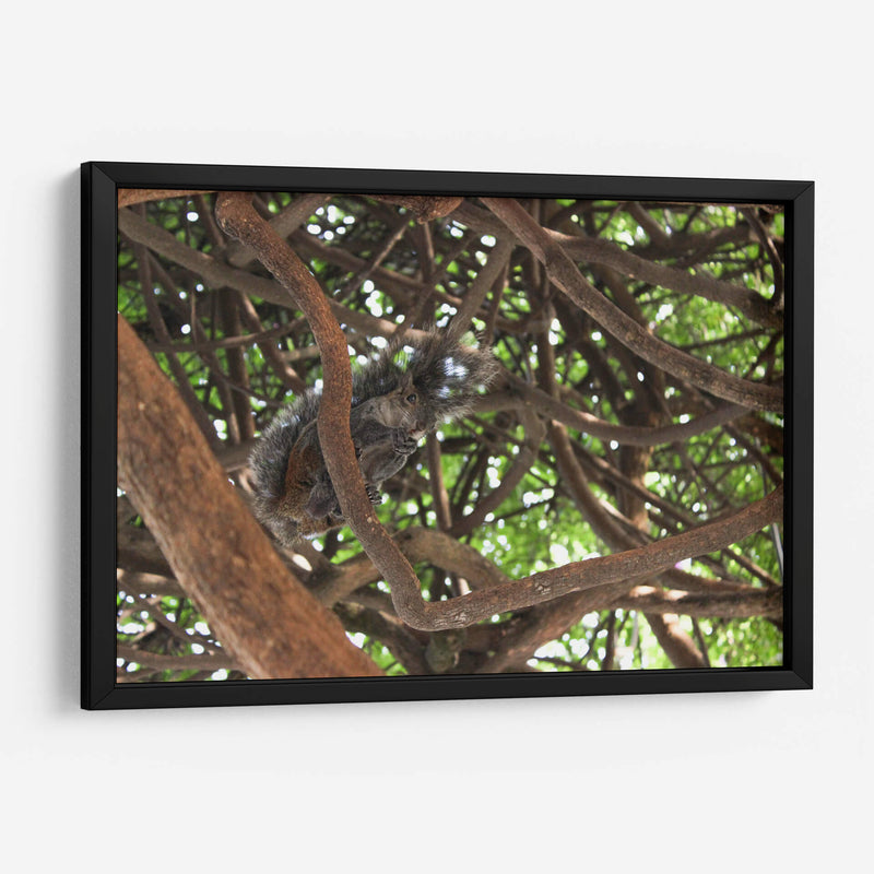 Ardilla sobre árbol  - Leonor Quiroga | Cuadro decorativo de Canvas Lab