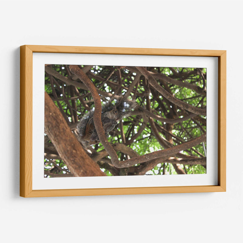 Ardilla sobre árbol  - Leonor Quiroga | Cuadro decorativo de Canvas Lab