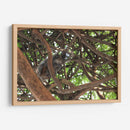 Ardilla sobre árbol  - Leonor Quiroga | Cuadro decorativo de Canvas Lab