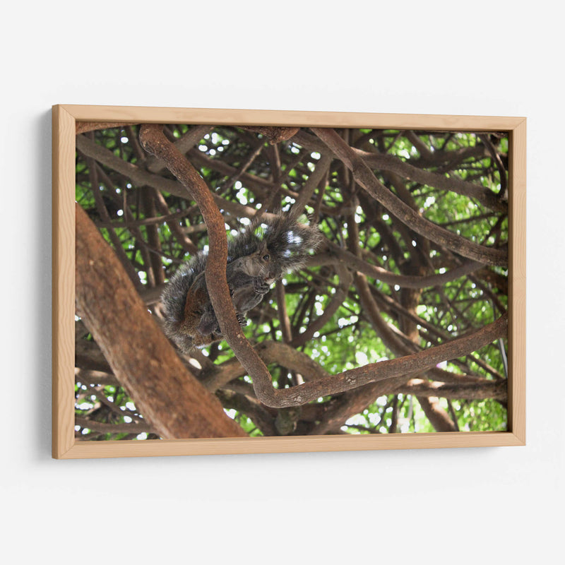 Ardilla sobre árbol  - Leonor Quiroga | Cuadro decorativo de Canvas Lab