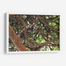 Ardilla sobre árbol  - Leonor Quiroga | Cuadro decorativo de Canvas Lab