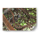 Ardilla sobre árbol  - Leonor Quiroga | Cuadro decorativo de Canvas Lab