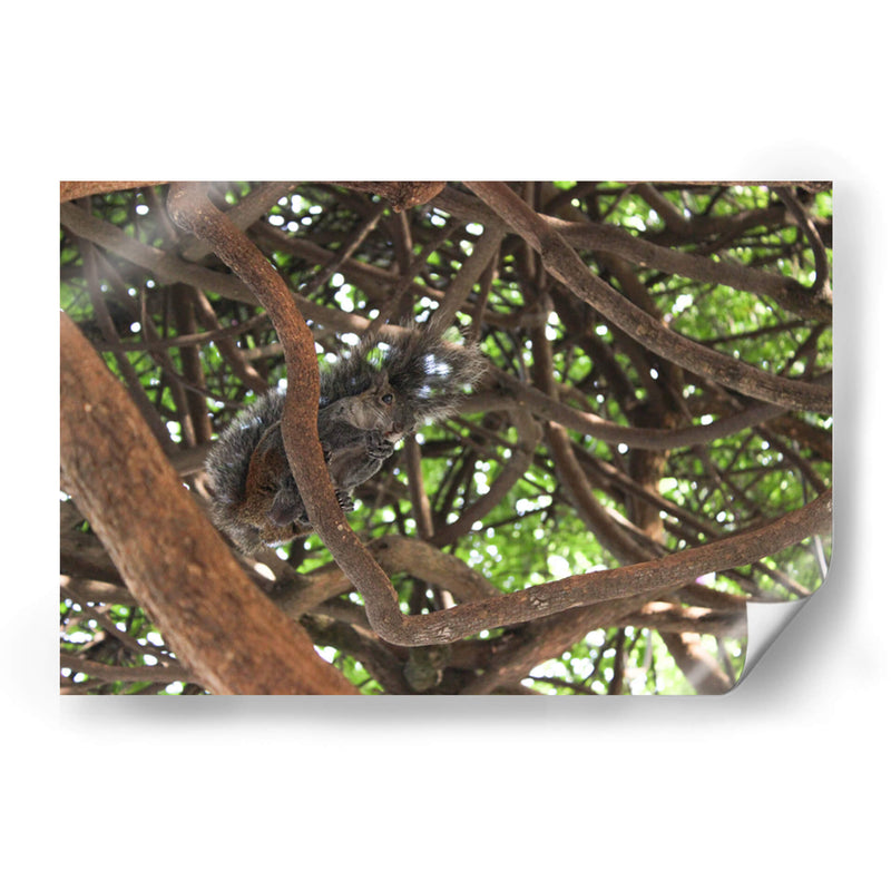 Ardilla sobre árbol  - Leonor Quiroga | Cuadro decorativo de Canvas Lab