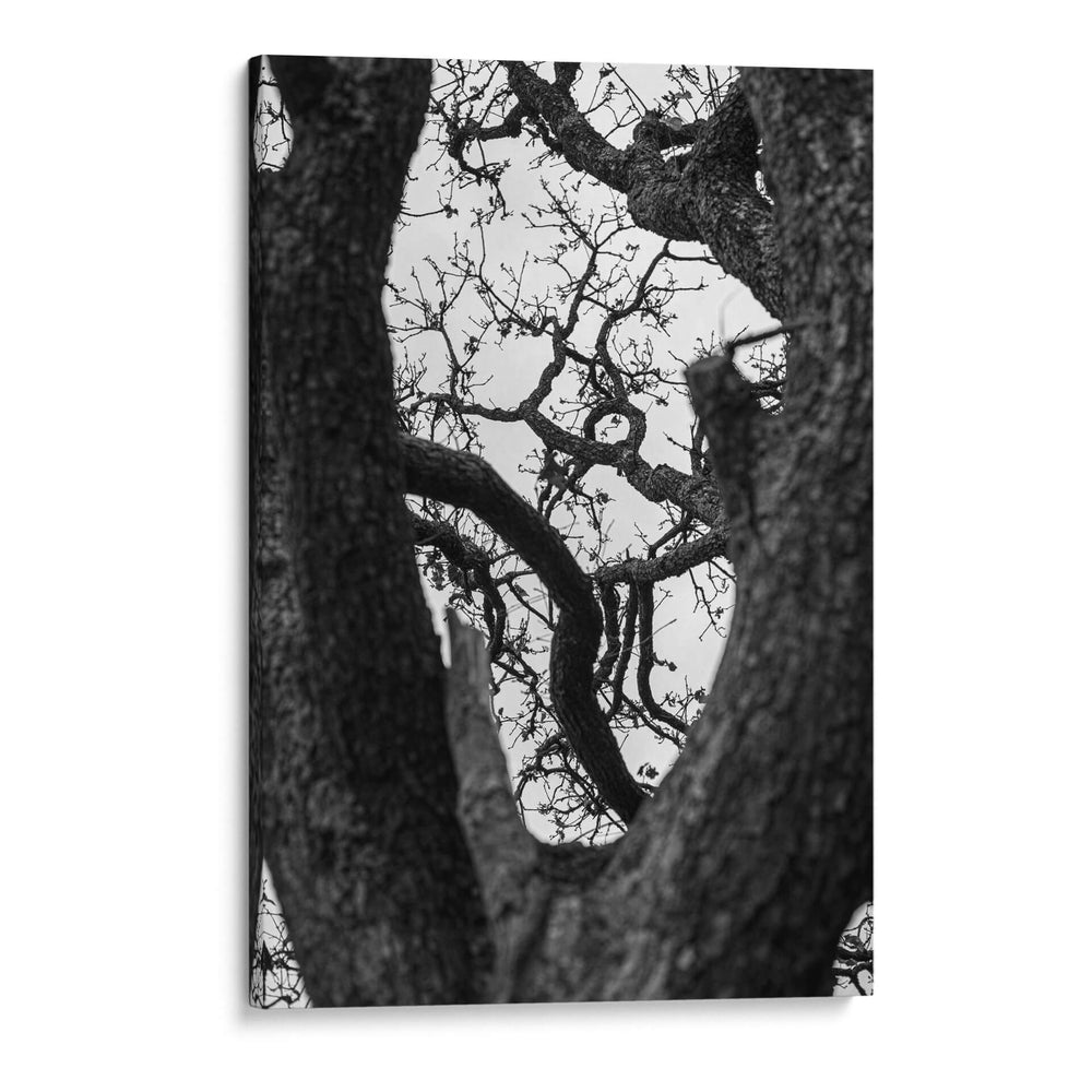 Detalle de ramas de arbol - Leonor Quiroga | Cuadro decorativo de Canvas Lab