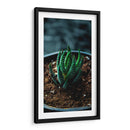 Planta Cebra - Gilbert2133  | Cuadro decorativo de Canvas Lab