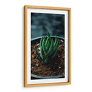 Planta Cebra - Gilbert2133  | Cuadro decorativo de Canvas Lab