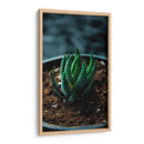 Planta Cebra - Gilbert2133  | Cuadro decorativo de Canvas Lab