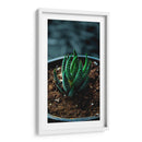 Planta Cebra - Gilbert2133  | Cuadro decorativo de Canvas Lab