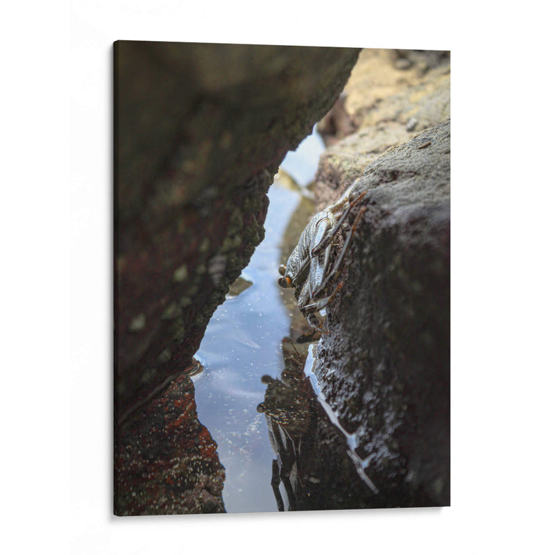 Cangrejo en las Rocas - Gilbert2133  | Cuadro decorativo de Canvas Lab